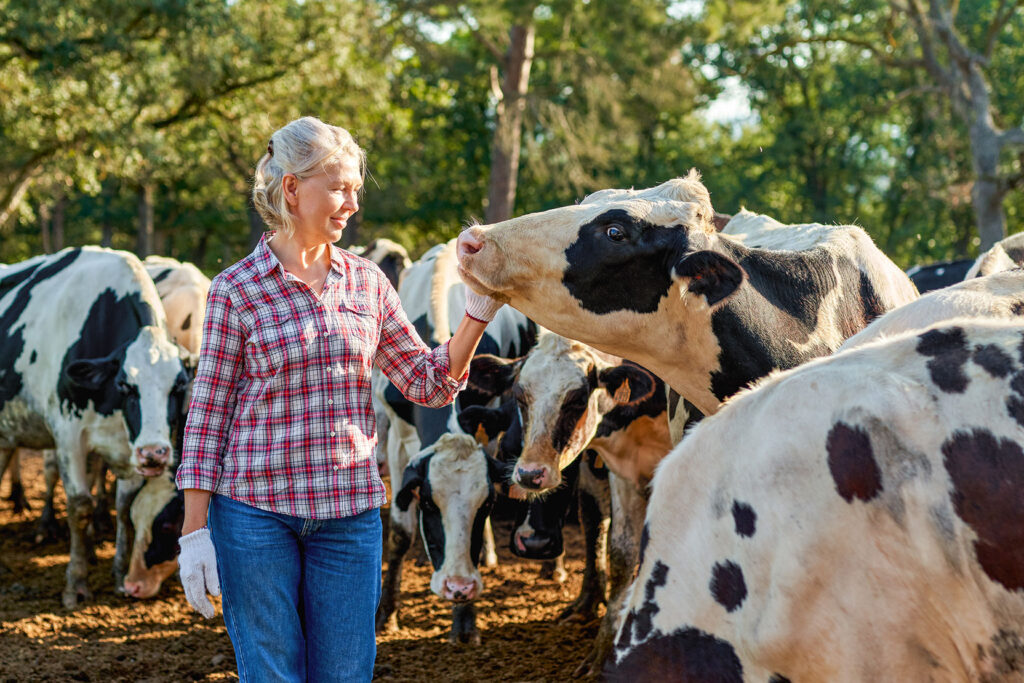A smiling farmer touching a cows face with other cows in the background
