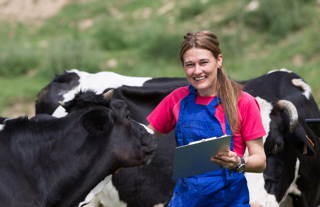 A smiling veterinarian holding a clipboard walks through a group of cattle for examination.