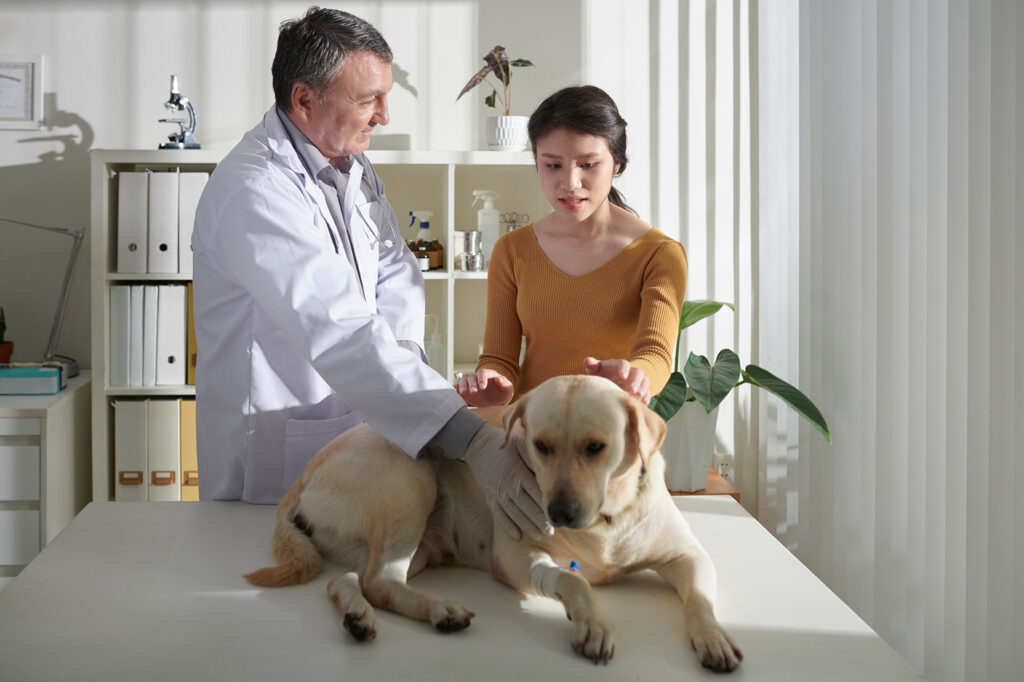 A veterinarian actively listening to a concerned dog owner while the dog lies on an exam table