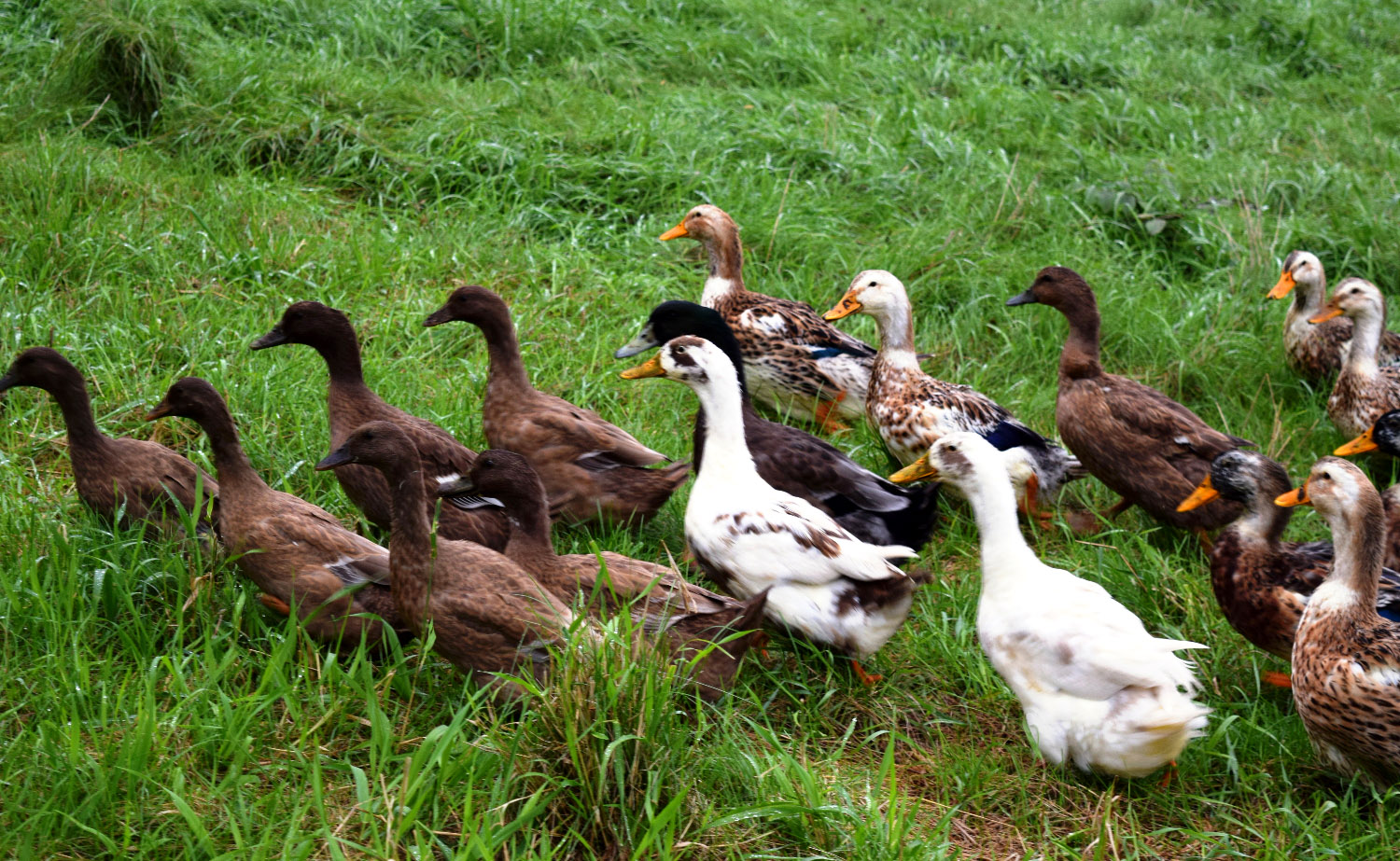 ducks on a pasture