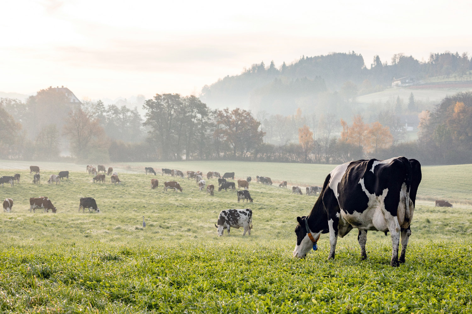 Black and white Holstein cows graze on a hill in the foggy morning.