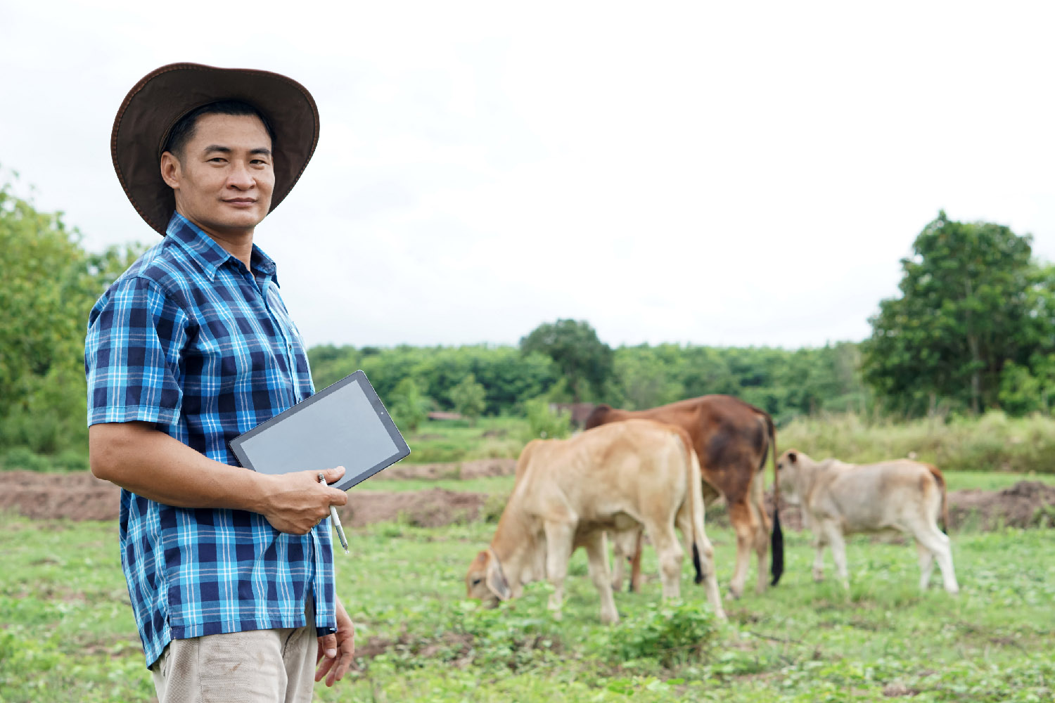 Man with tablet in field with cows