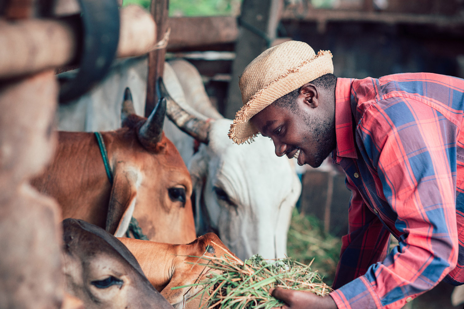 Farm worker hand-feeds hay to horned Brahmans in a feed bunk.