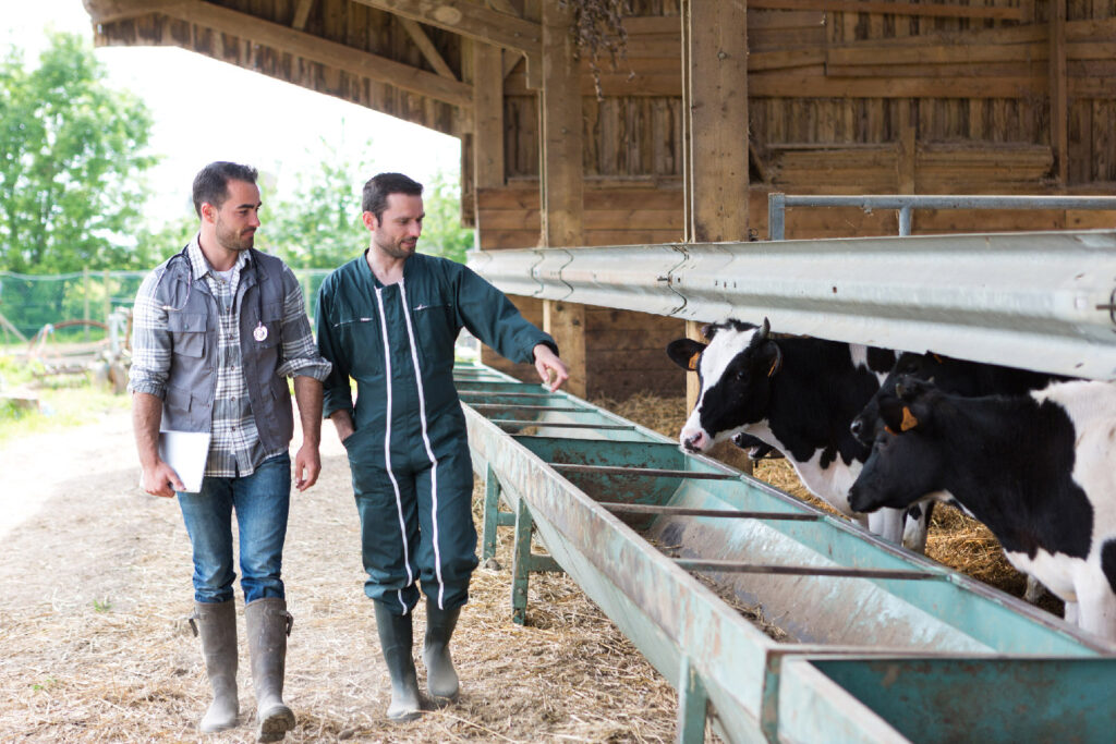 Farmer and veterinarian look and talk about Holstein calves while walking past their pen.