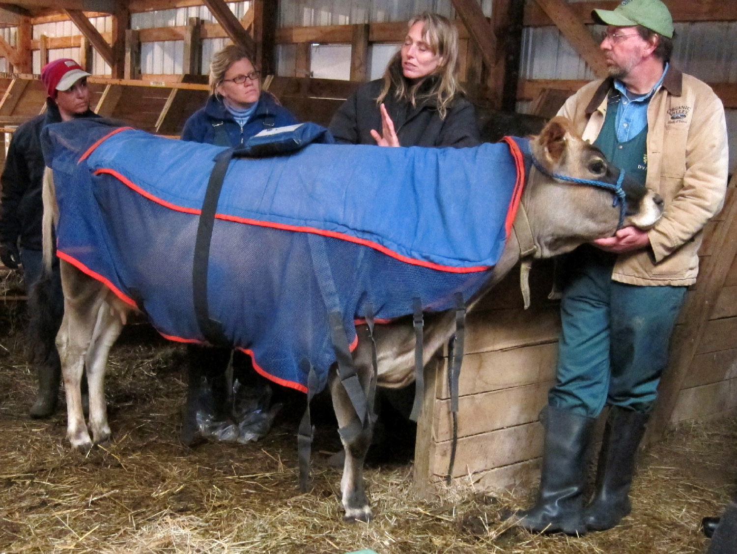 A Jersey cow wears a magnetic therapy blanket while farmers talk in a barn.