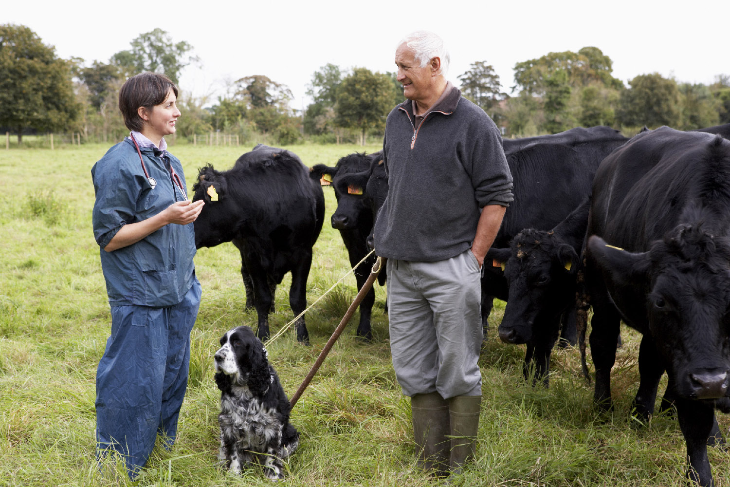 Veterinarian talks with producer holding his leashed dog with his black beef cattle in a field.
