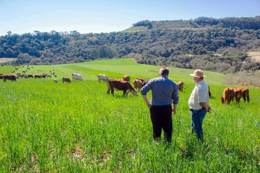 Producers look over cattle grazing on a grassy field.