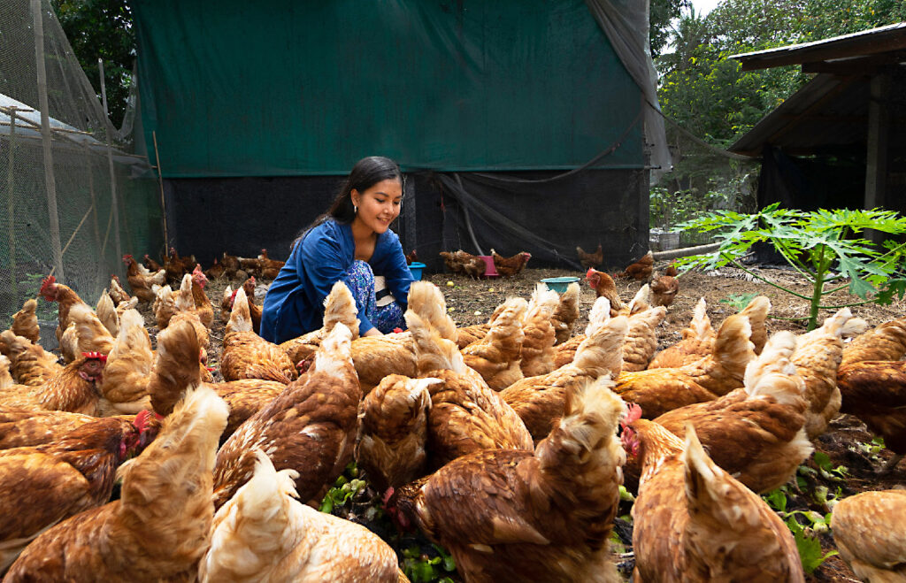 Woman feeds flock of reddish-brown chickens in a coop.