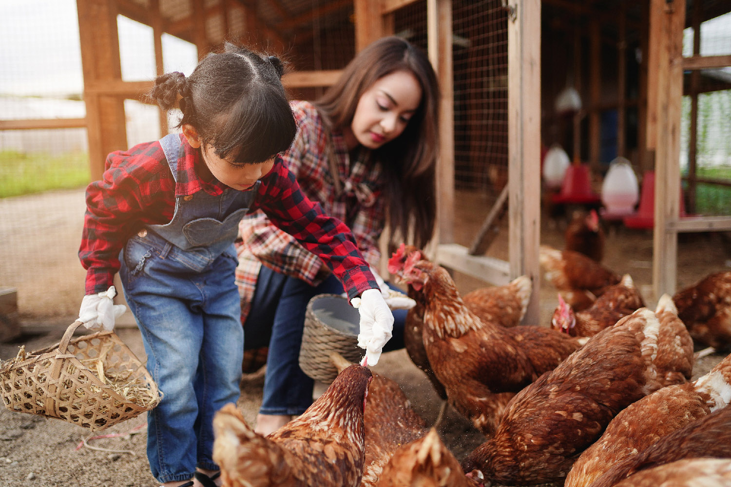 Mother and daughter feed a flock of reddish-brown chickens grain.