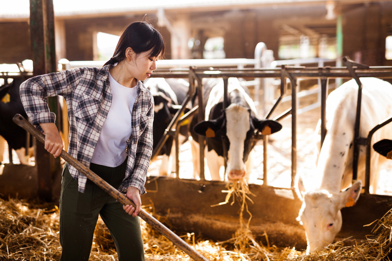 Woman forks hay to black and white Holstein cows eating in headlocks.