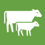 Icon of a cow and calf, symbolizing a coaching leadership style