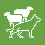 Icon of a sheepdog herding two sheep, symbolizing a coercive leadership style