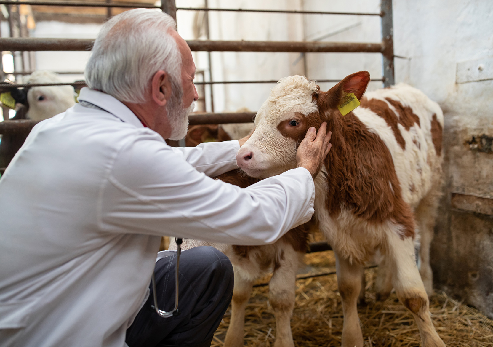A veterinarian examining a calf in a stable