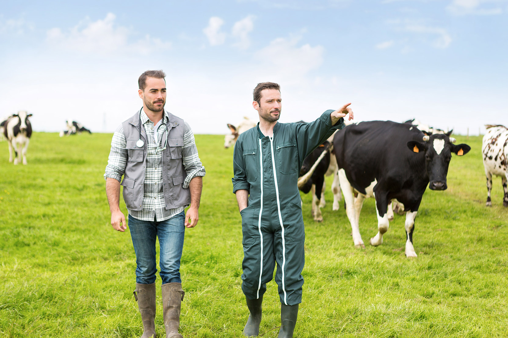 A veterinarian and a farmer walking in a field with cows behind them