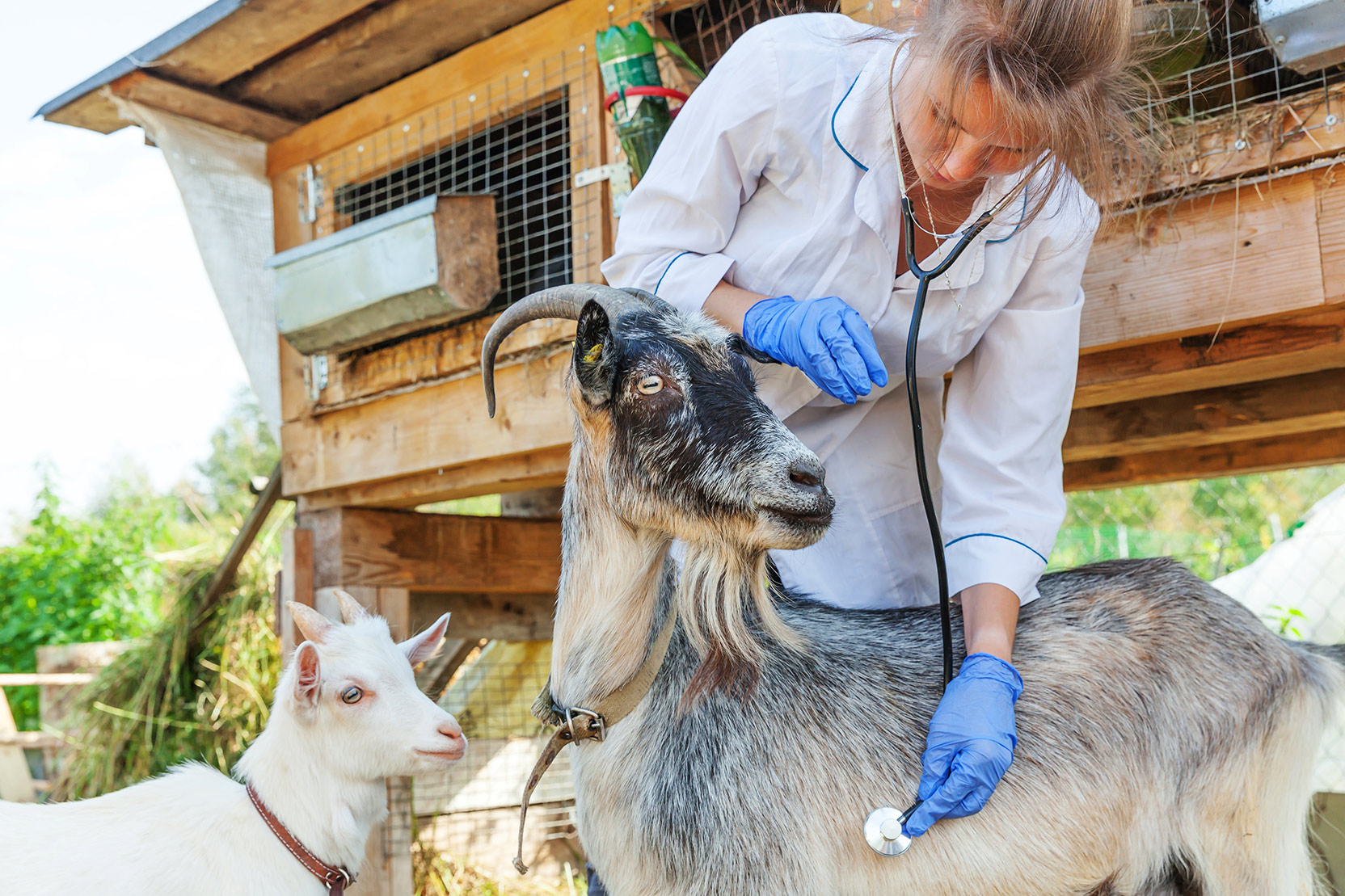 Veterinarian examining a goat with a stethoscope