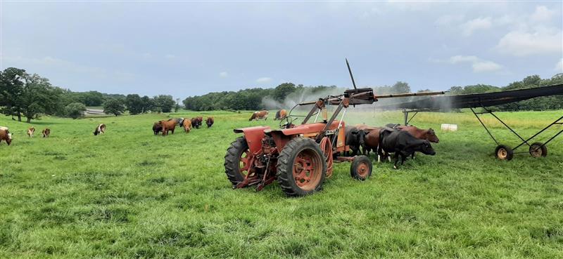 A group of black and red beef cattle gather under mist from a mister rigged to an older model red tractor in a lush green field under overcast skies.