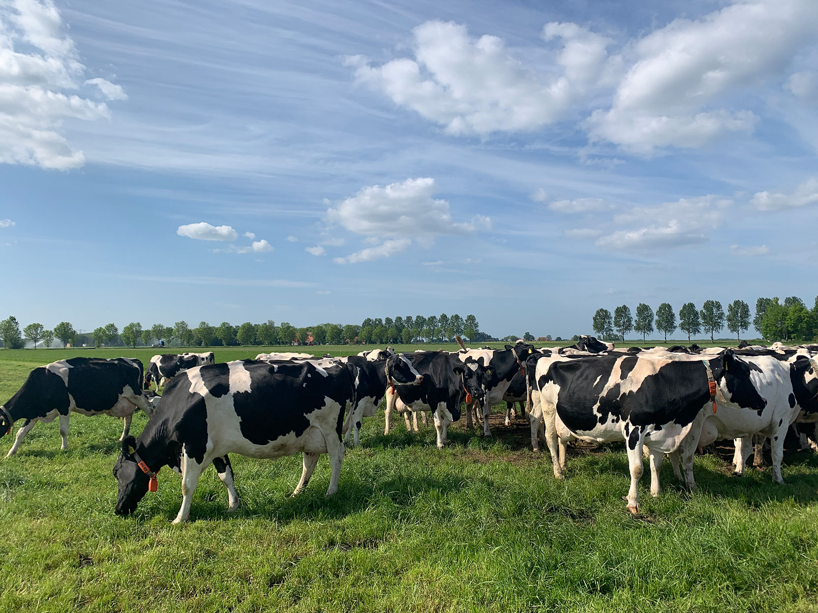 Dairy cows grazing in a pasture