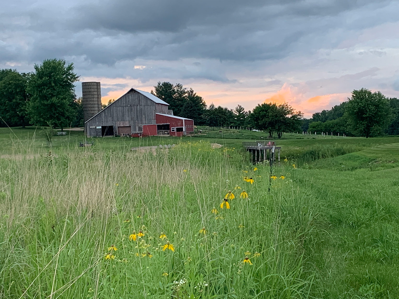 A field of grass and flowers with a barn and trees in the background