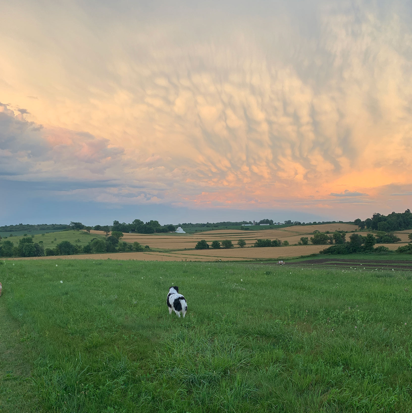 A single cow stands in large pasture under a clouded sky