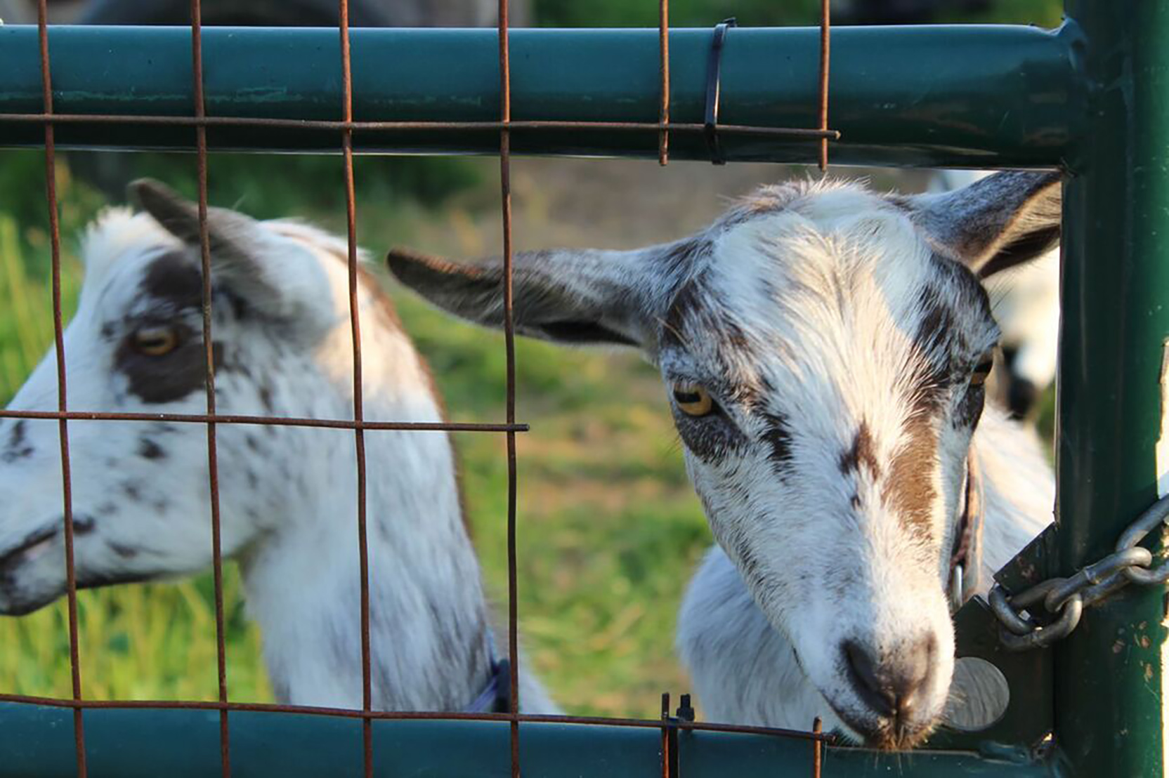Close-up of a goat sticking its head through a hole in a fence while another goat stands close by