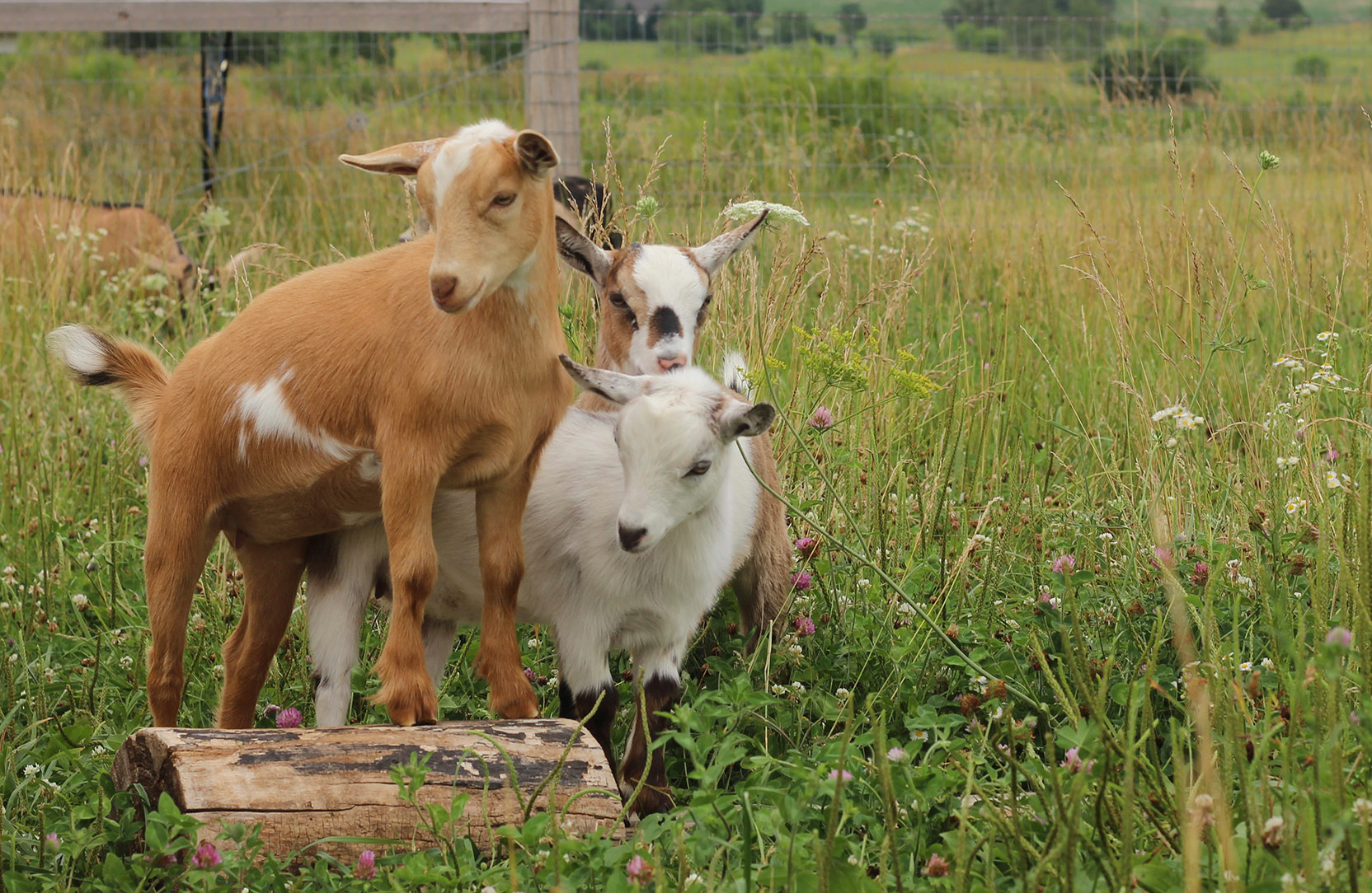 Three goat kids standing close together in a pasture