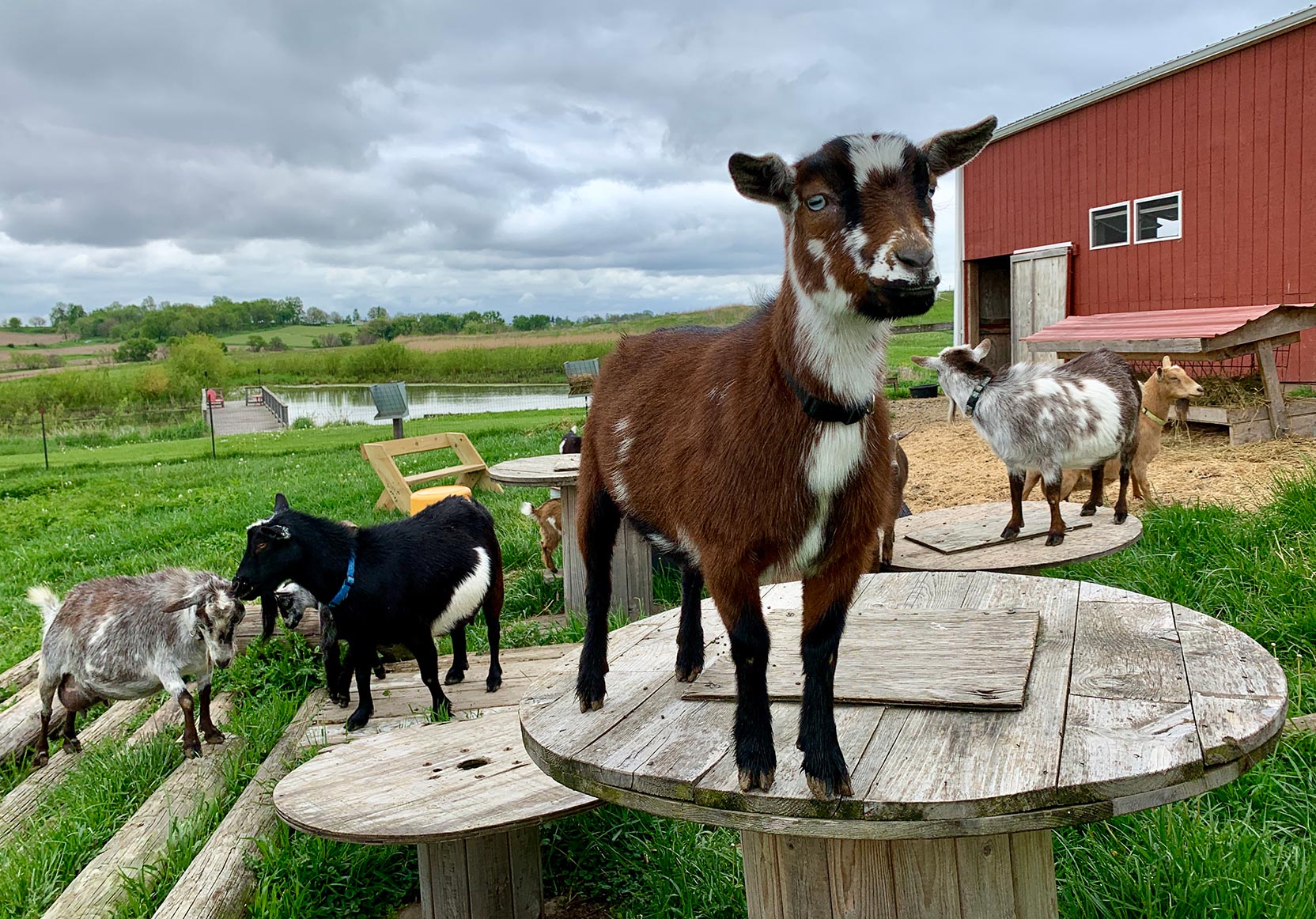 A goat standing on a wooden table, with other goats and a barn in the background