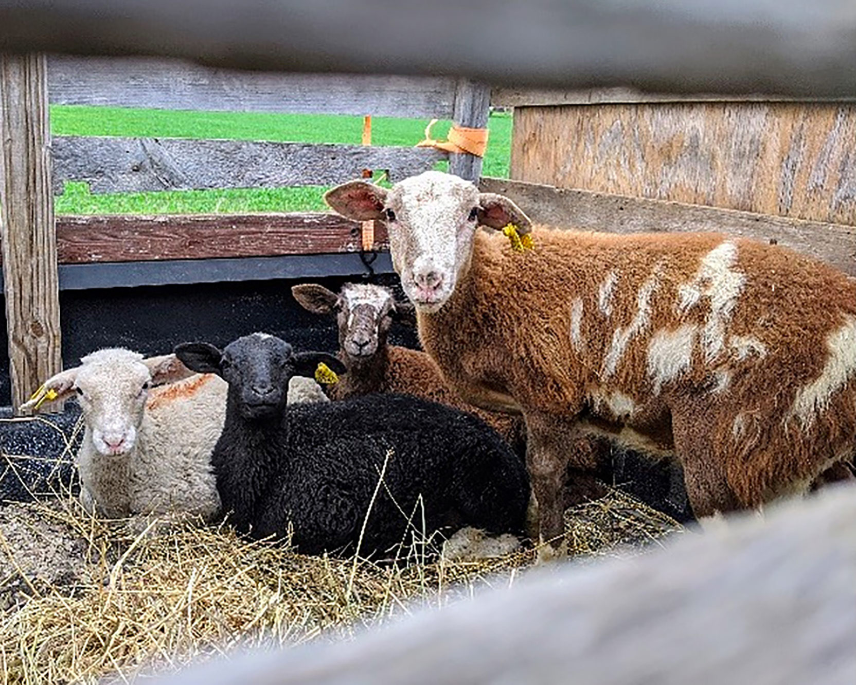 Sick sheep in an isolation pen