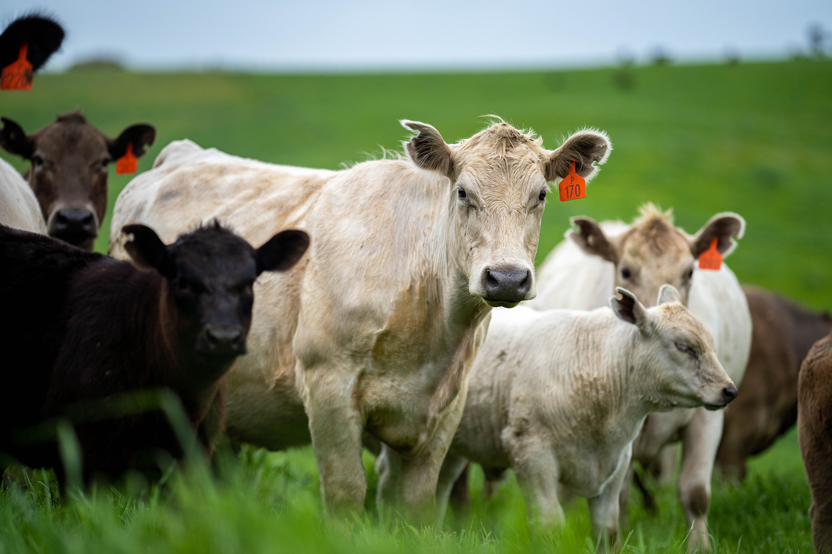 Beef cows grazing in a field