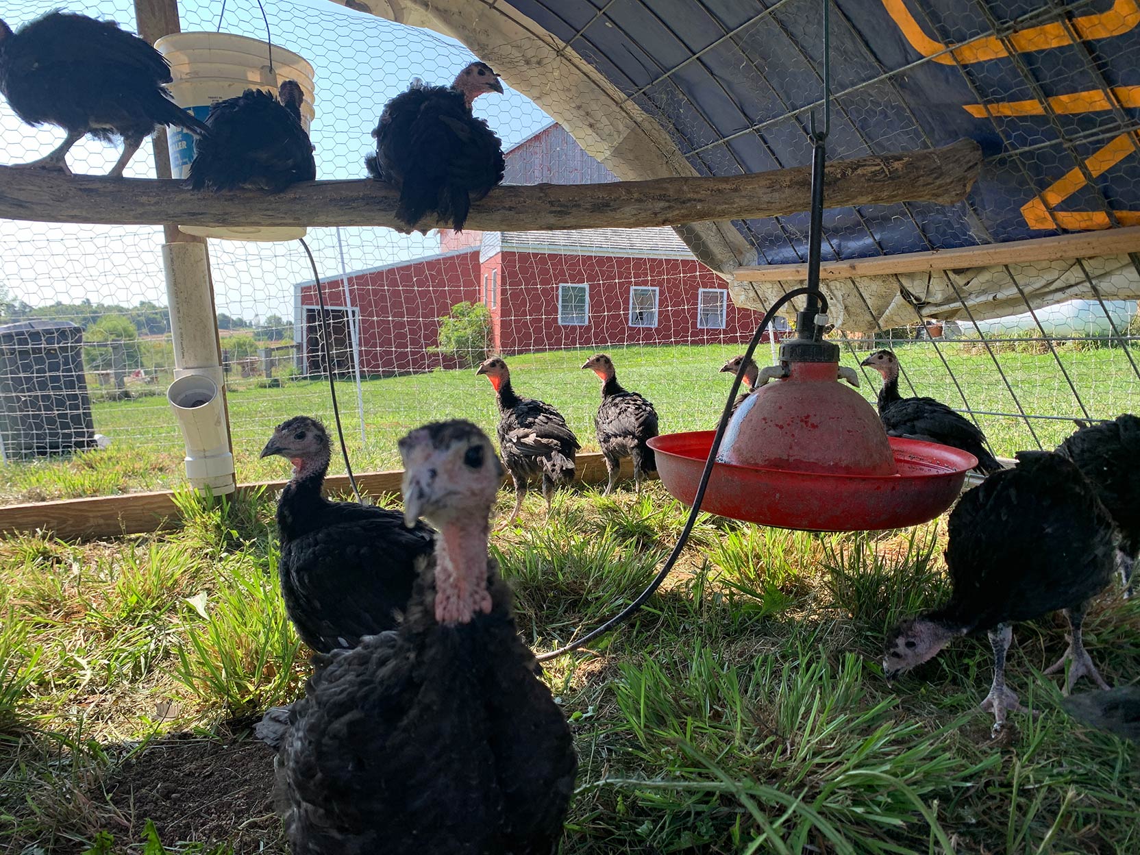 A group of young turkeys in a coop
