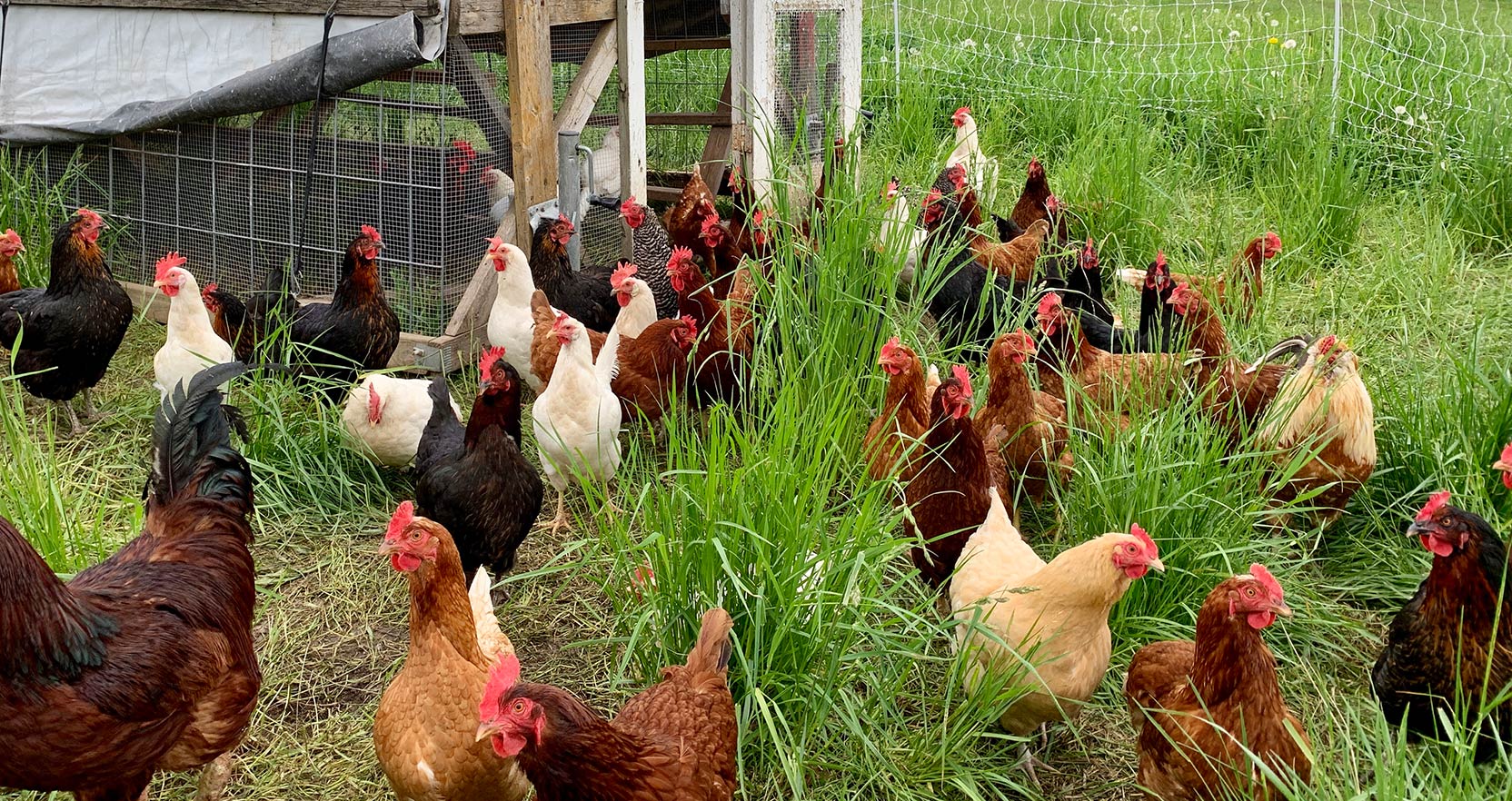 Flock of hens and roosters on a green pasture with electric netting and a mobile coop.