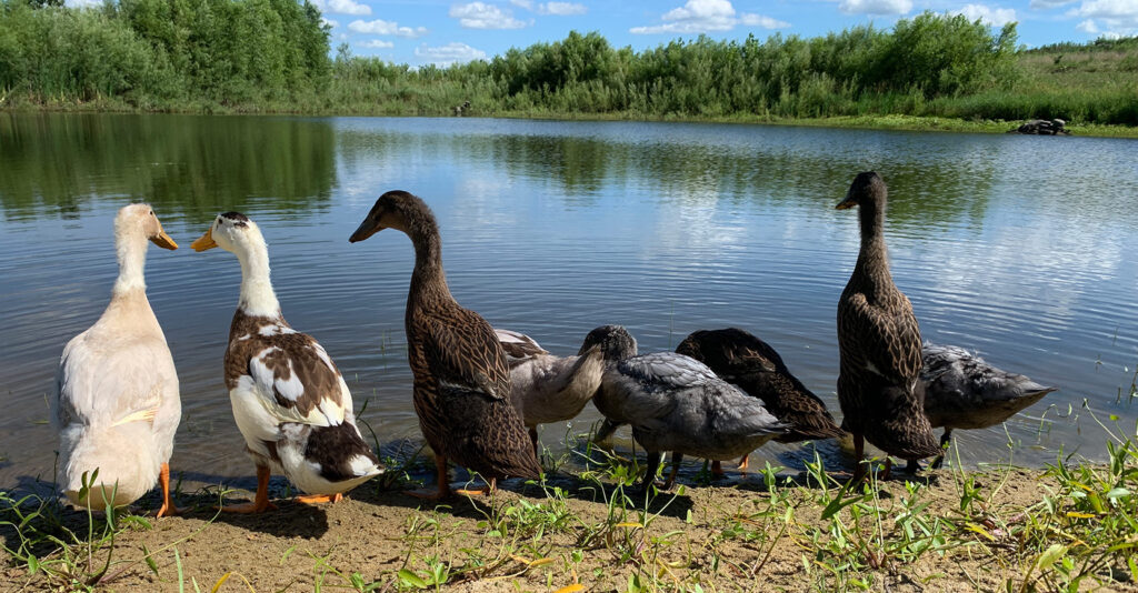 Group of runner ducks standing at the edge of a pond