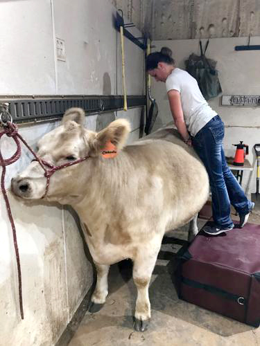 Veterinarian standing over a bull with hands on his back, conducting chihropractic adjustments