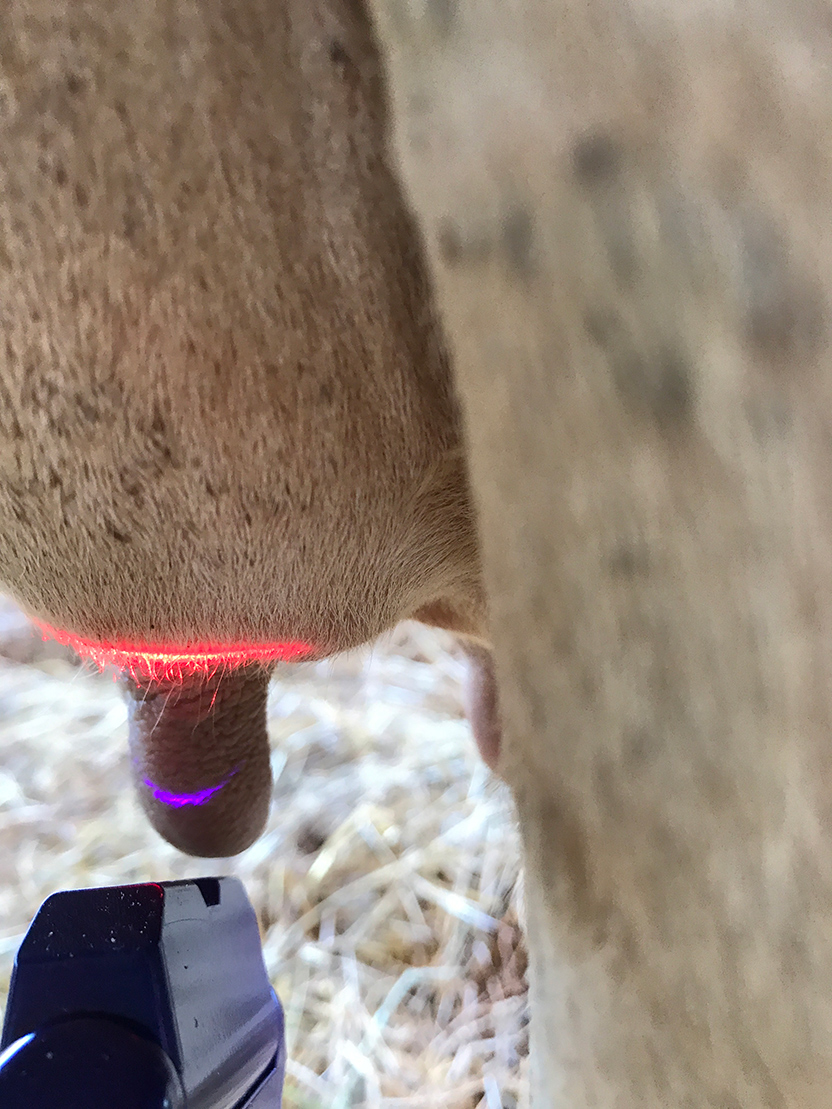 Cow teat being treated with cold laser