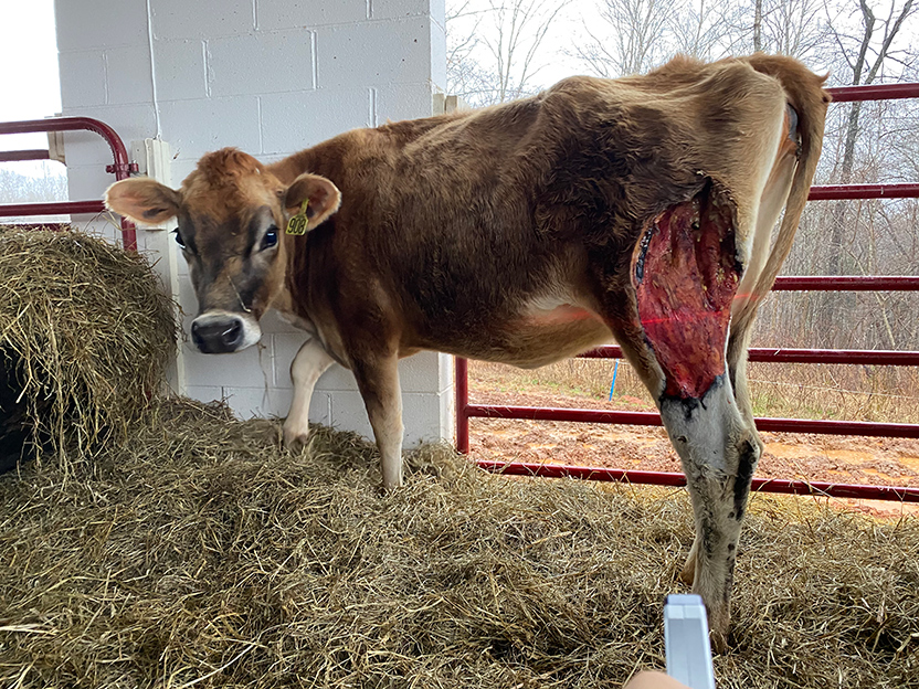 Cow in barn with leg wound