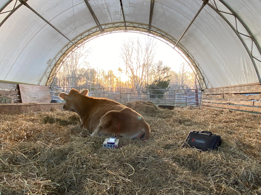 Cow in a hoop barn receiving electro-acupuncture
