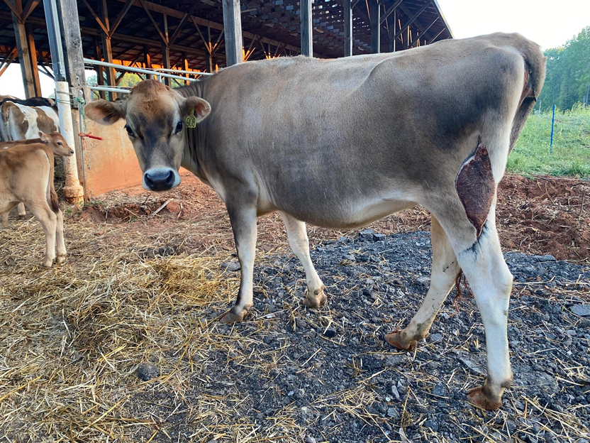 Cow in pen with healing leg wound