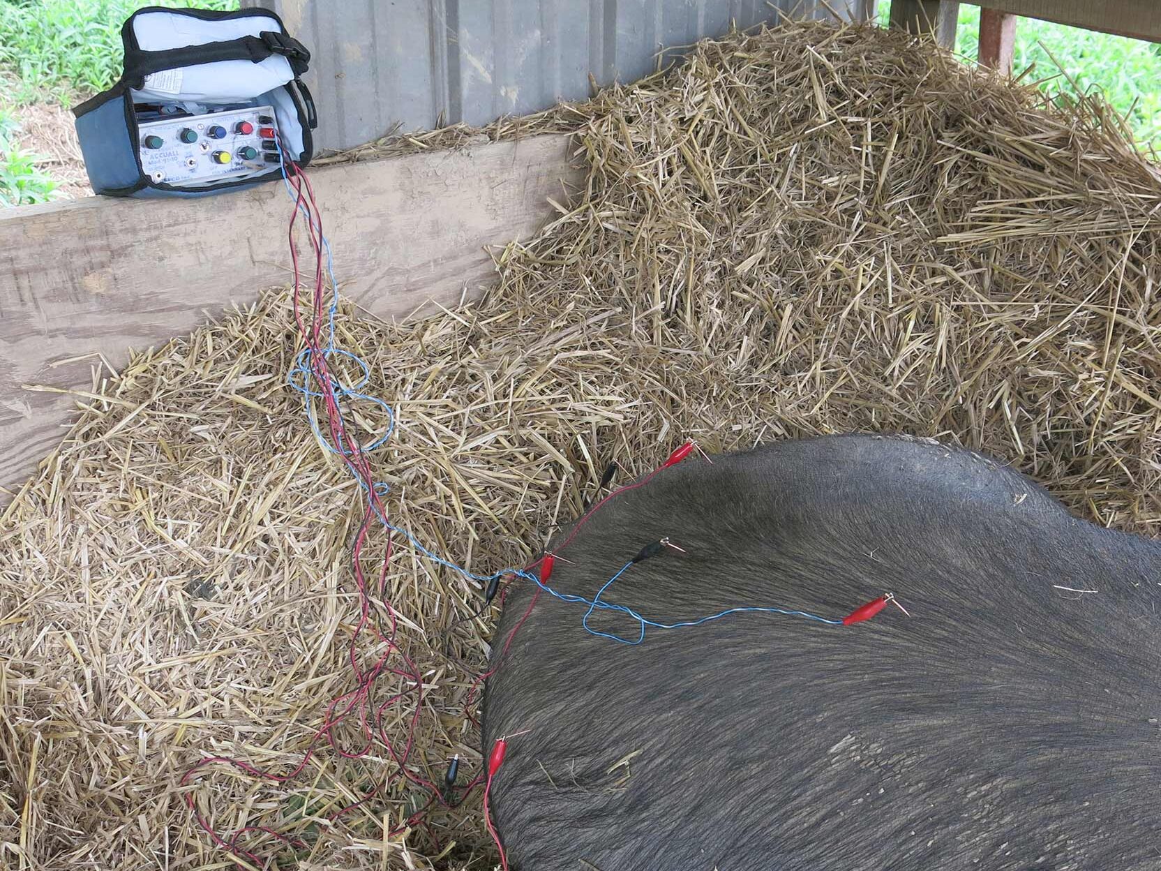 Pig laying in hay in barn with acupuncture needles in its back, needles are attached to an electric source to provide electro acupuncture