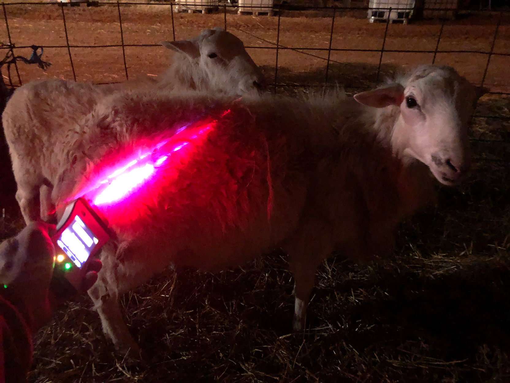 Sheep in a barn with laser shining on hindlimbs
